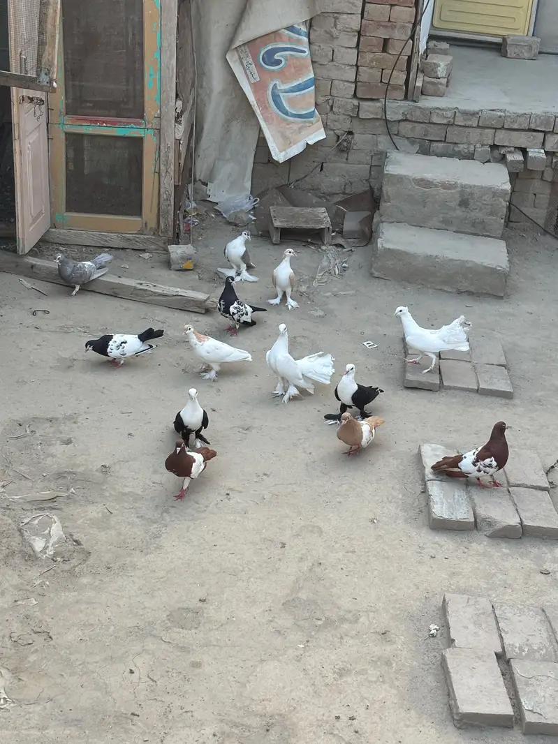 karbali,khaal and fancy — photo 6