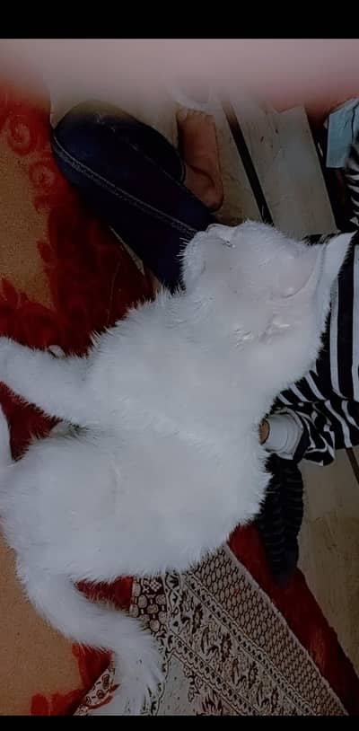 cat name Bella bachpn sy humre hath pali hoi hy very innocent and cute