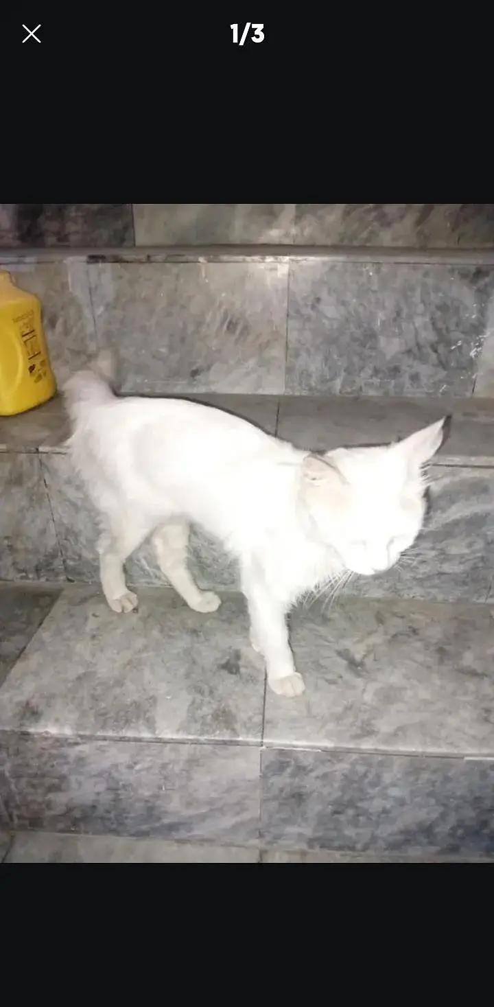 cat name Bella bachpn sy humre hath pali hoi hy very innocent and cute — photo 2