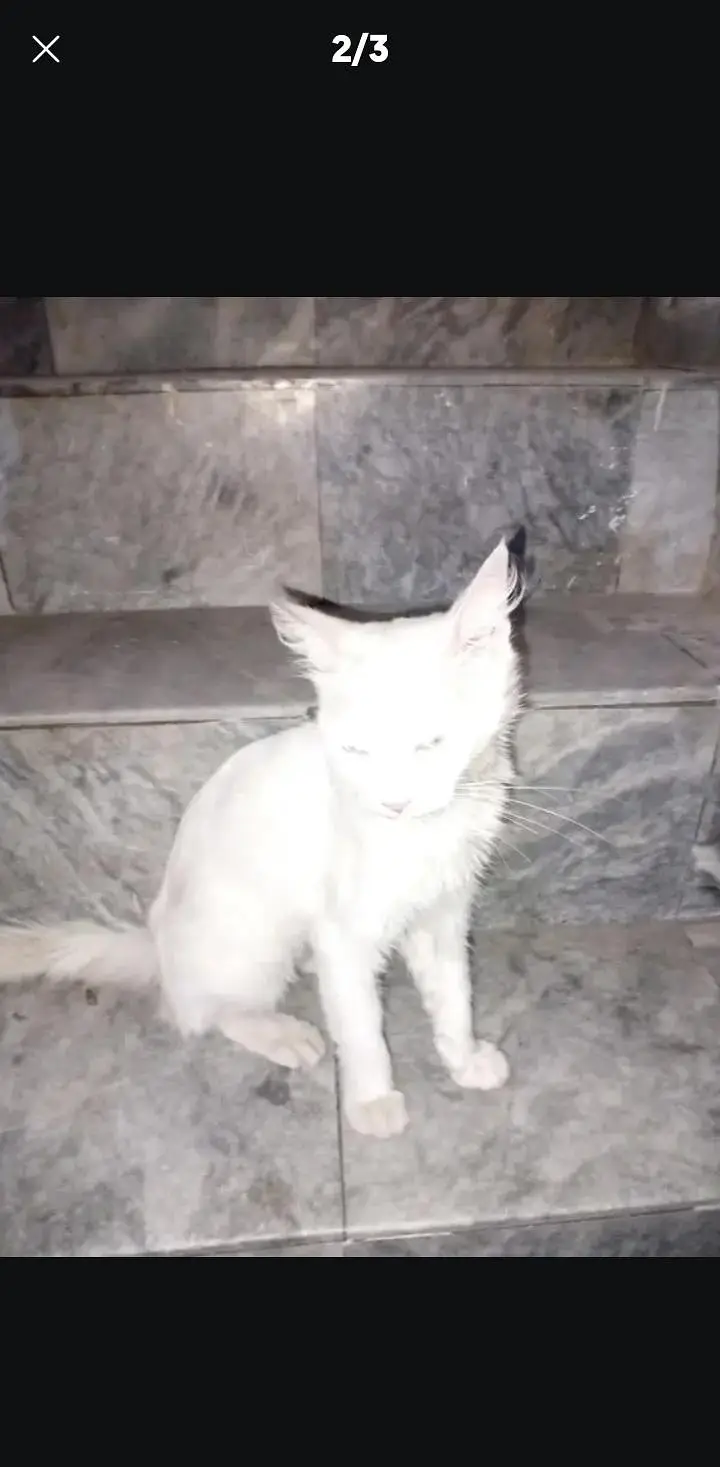 cat name Bella bachpn sy humre hath pali hoi hy very innocent and cute — photo 3