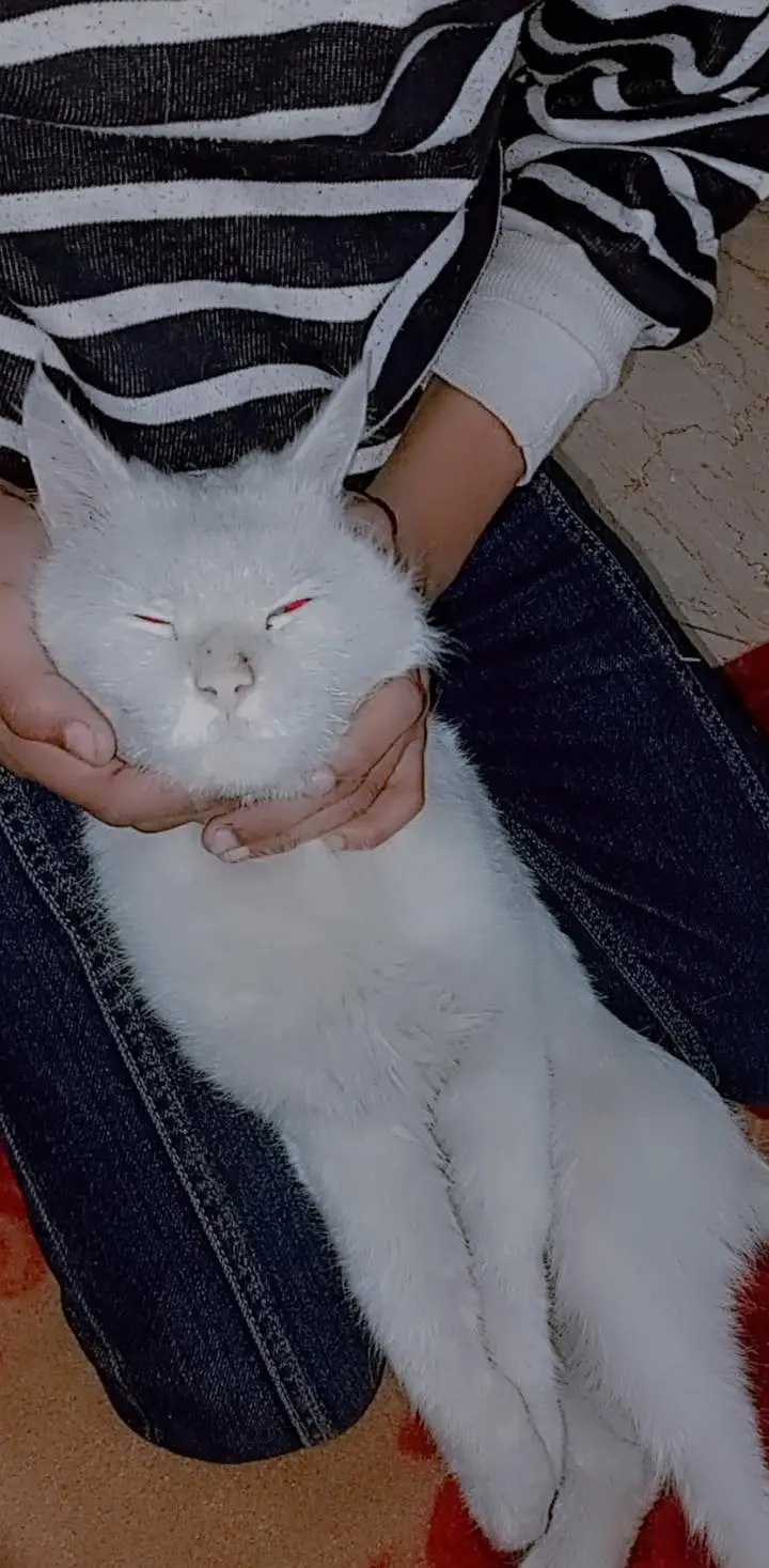 cat name Bella bachpn sy humre hath pali hoi hy very innocent and cute — photo 4