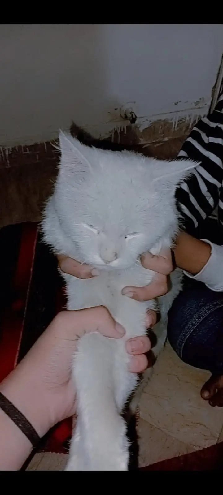 cat name Bella bachpn sy humre hath pali hoi hy very innocent and cute — photo 5
