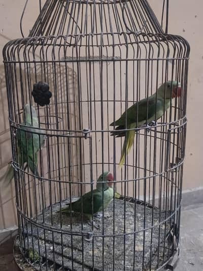 3 raw green parrots