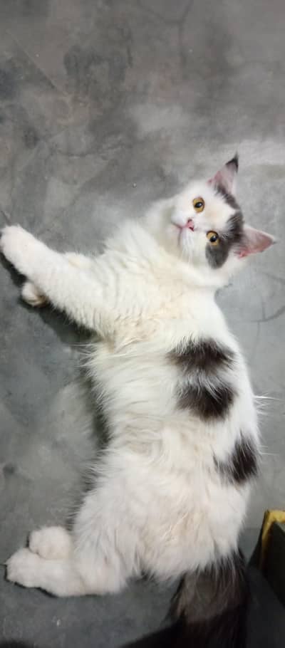 Persian Female Cat 