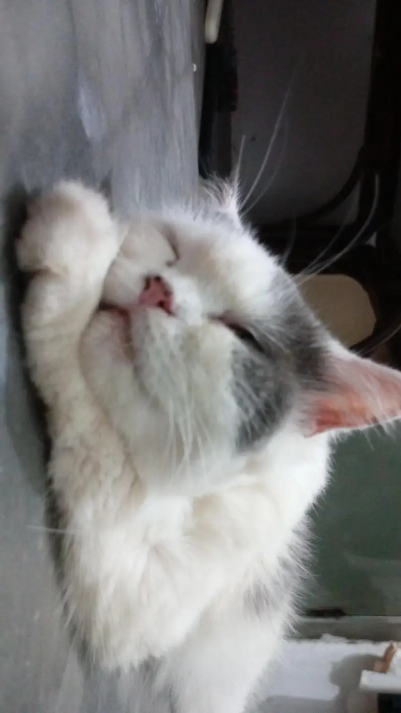 Persian Female Cat — photo 2