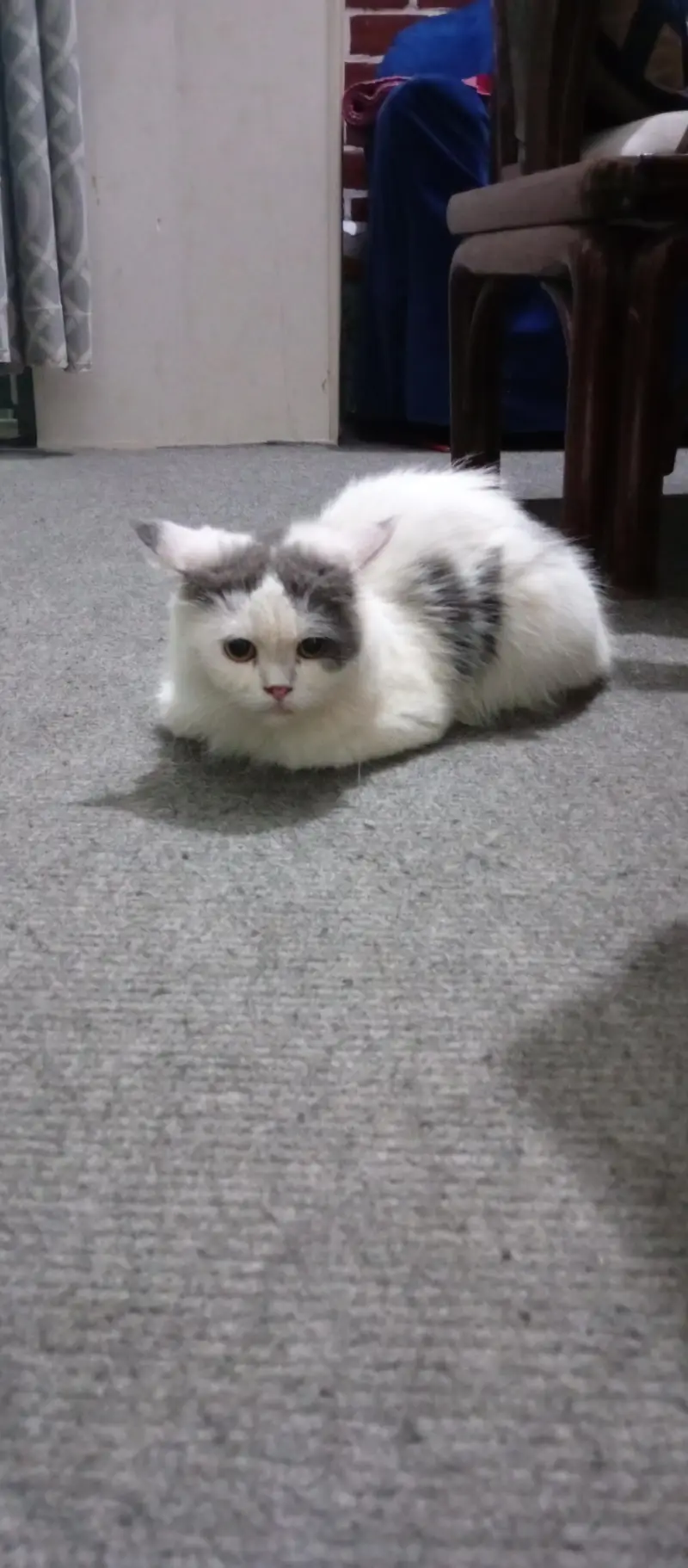 Persian Female Cat — photo 3