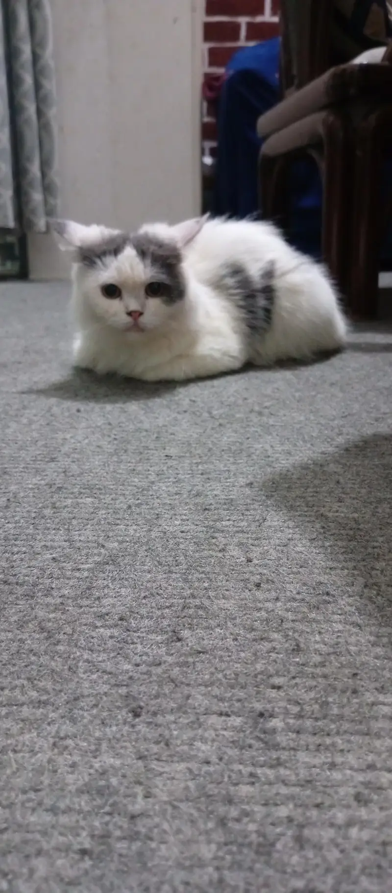 Persian Female Cat — photo 4