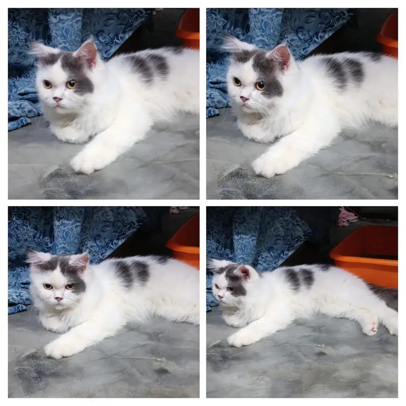 Persian Female Cat — photo 5