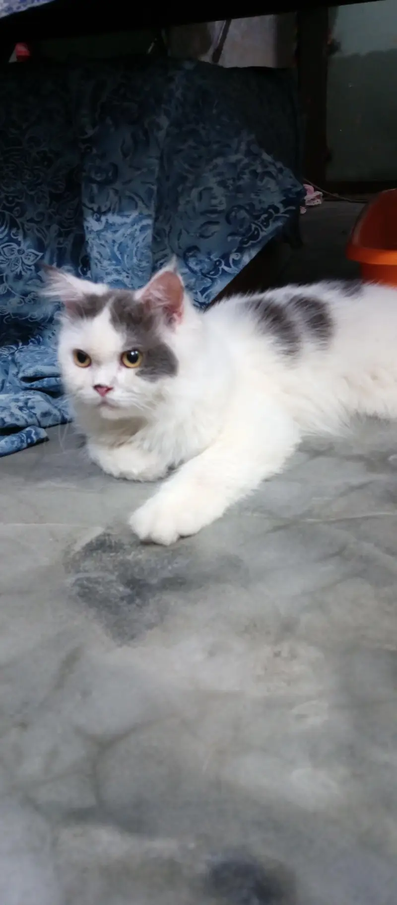 Persian Female Cat — photo 6