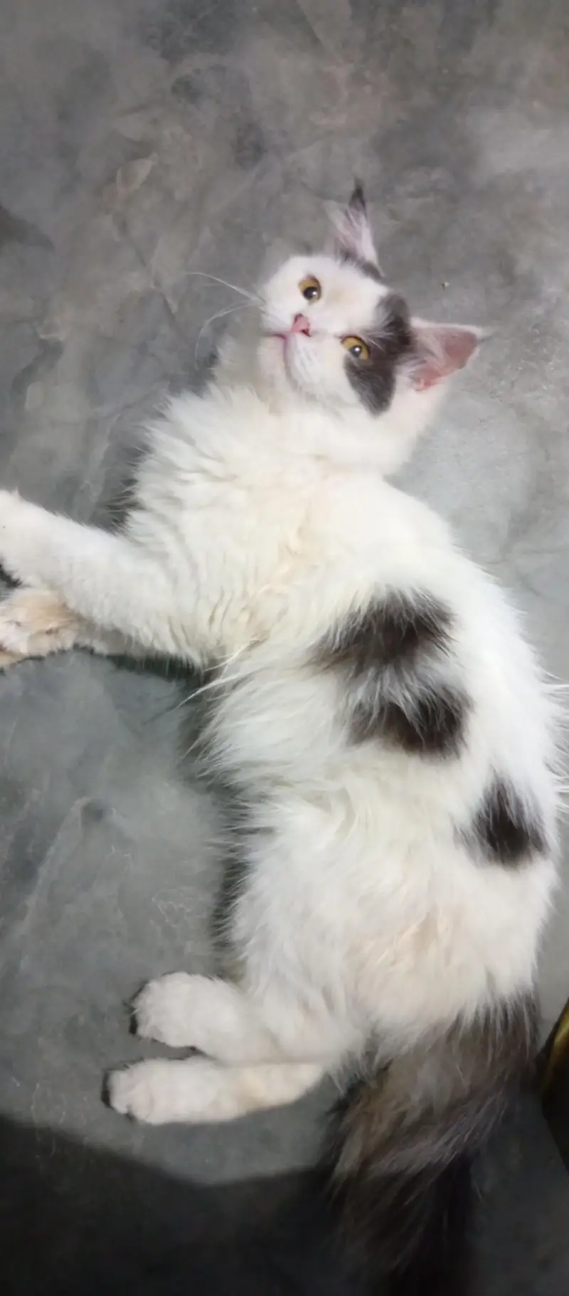 Persian Female Cat — photo 7
