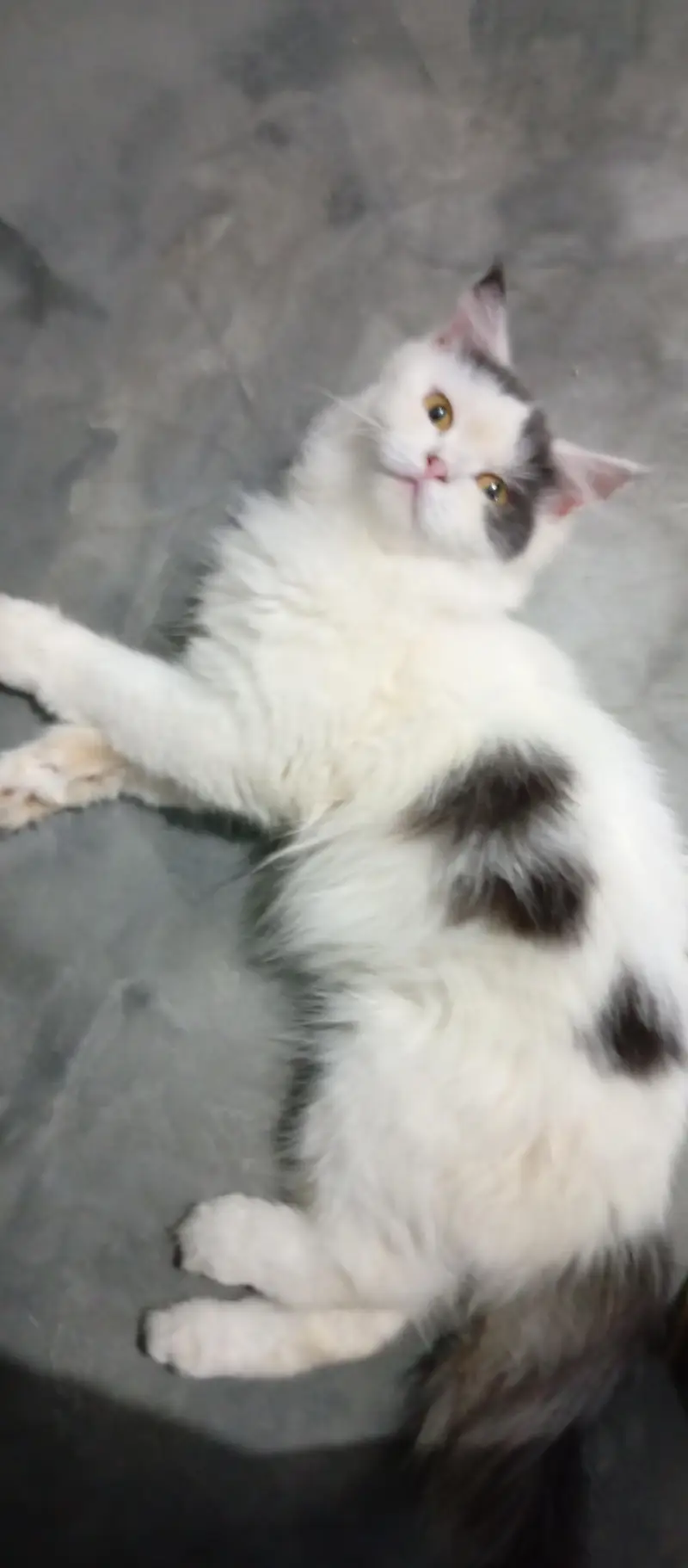 Persian Female Cat — photo 8