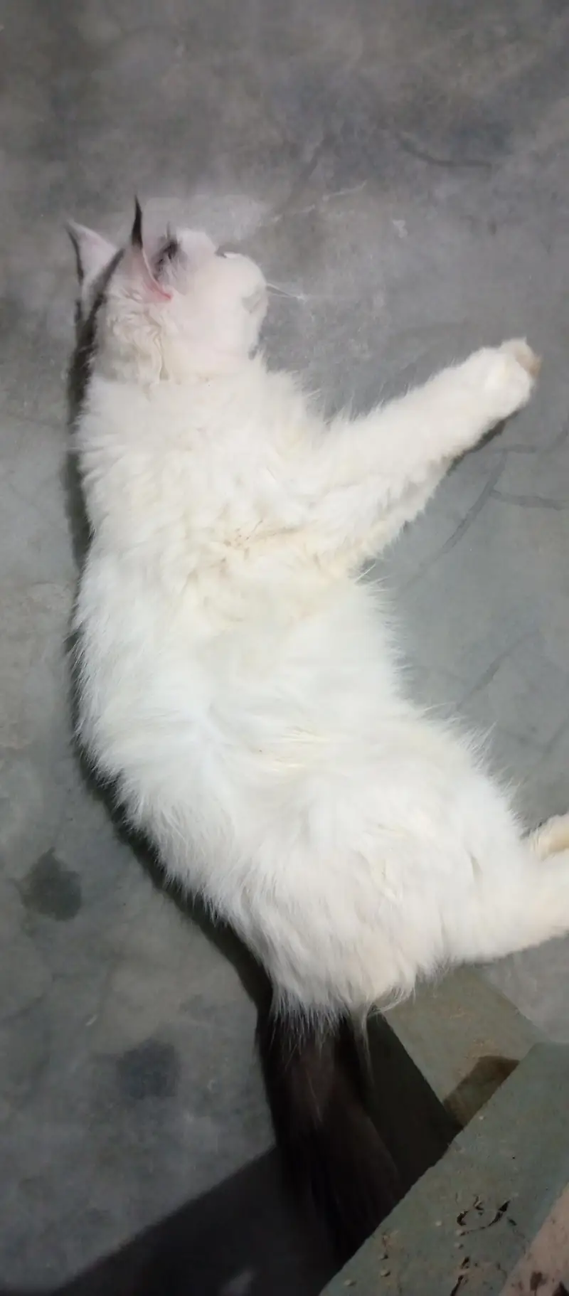 Persian Female Cat — photo 9