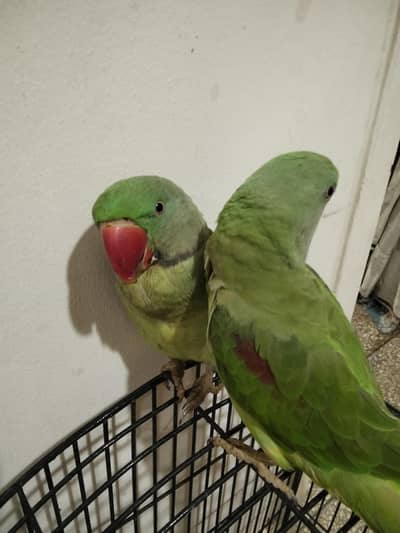 Kashmiri Raw Parrot ALEXANDRINE