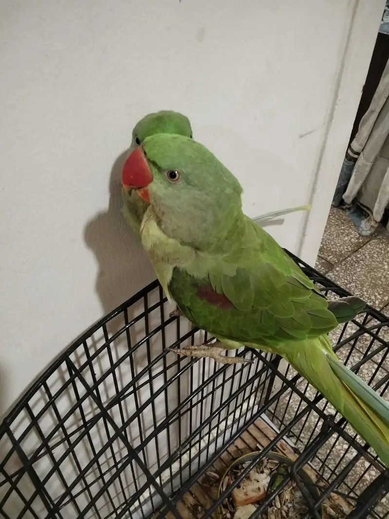 Kashmiri Raw Parrot ALEXANDRINE — photo 2