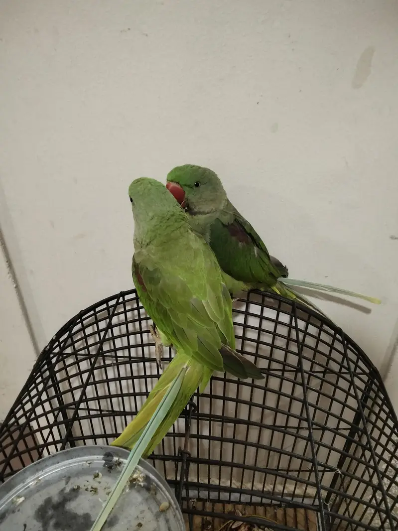 Kashmiri Raw Parrot ALEXANDRINE — photo 3