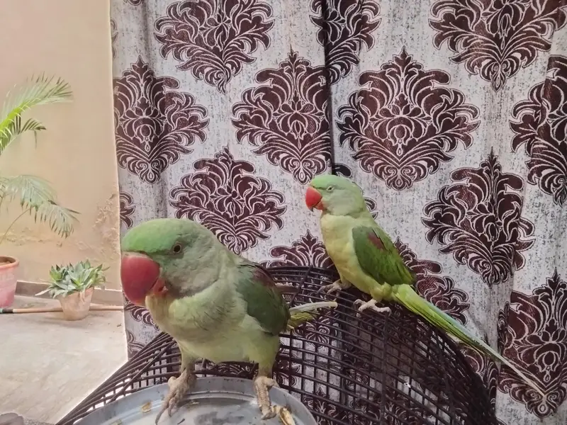 Kashmiri Raw Parrot ALEXANDRINE — photo 4
