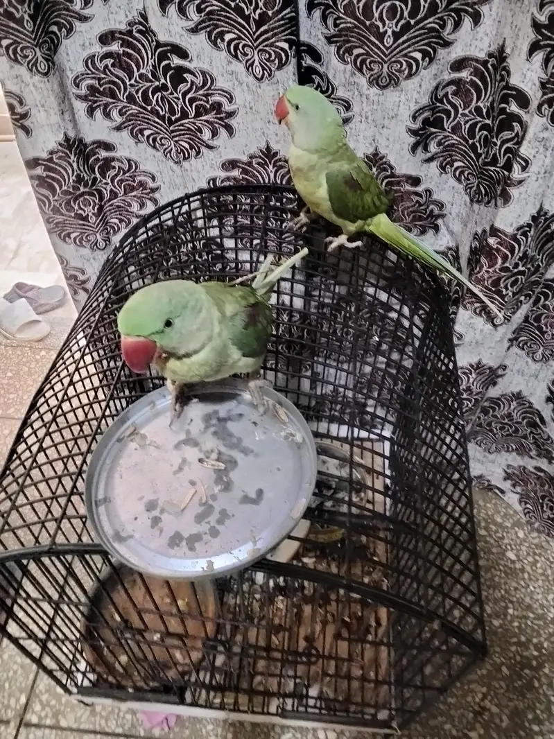 Kashmiri Raw Parrot ALEXANDRINE — photo 5