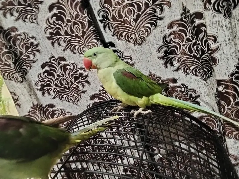 Kashmiri Raw Parrot ALEXANDRINE — photo 6