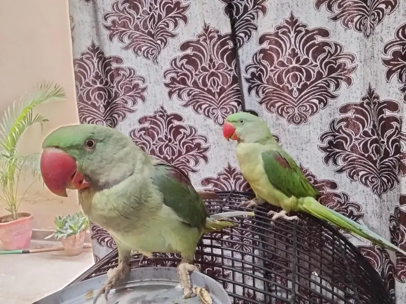 Kashmiri Raw Parrot ALEXANDRINE — photo 7