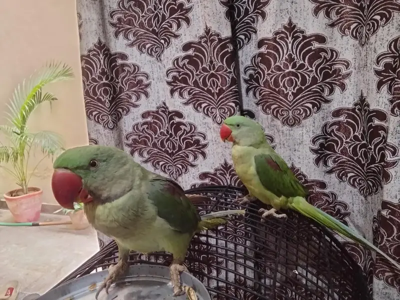 Kashmiri Raw Parrot ALEXANDRINE — photo 8