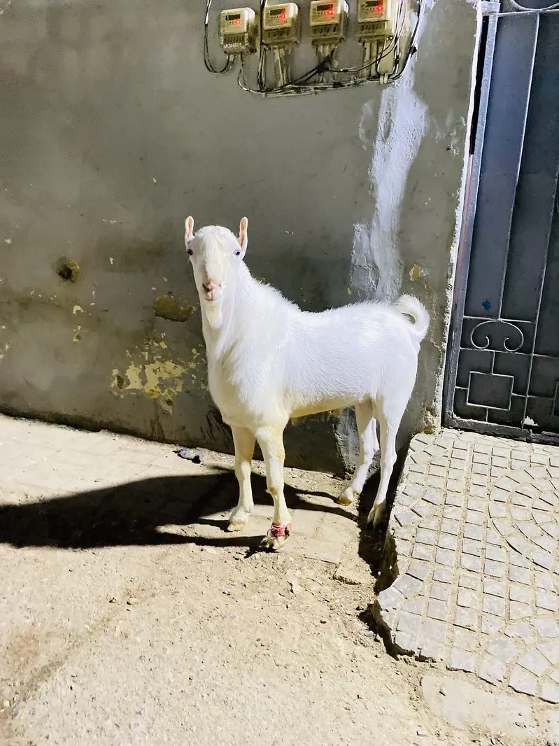 Phlwan blood line puer tedda — photo 4