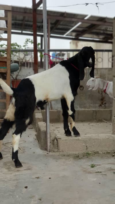 Bakra For Sale