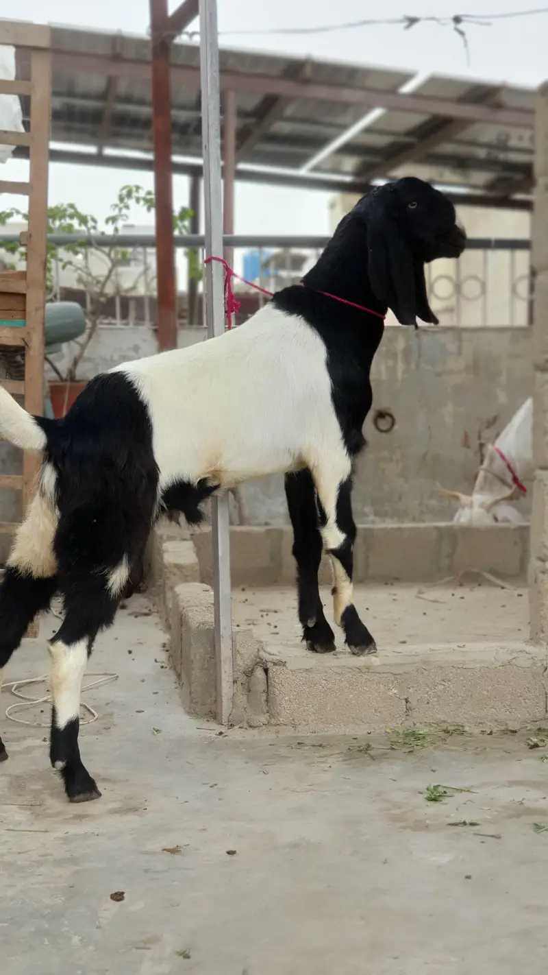 Bakra For Sale — photo 2