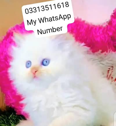 person kittens for sale