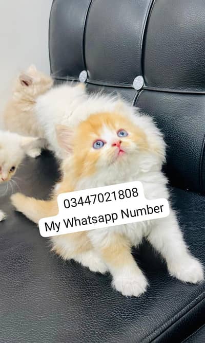 Persian kittens for sale