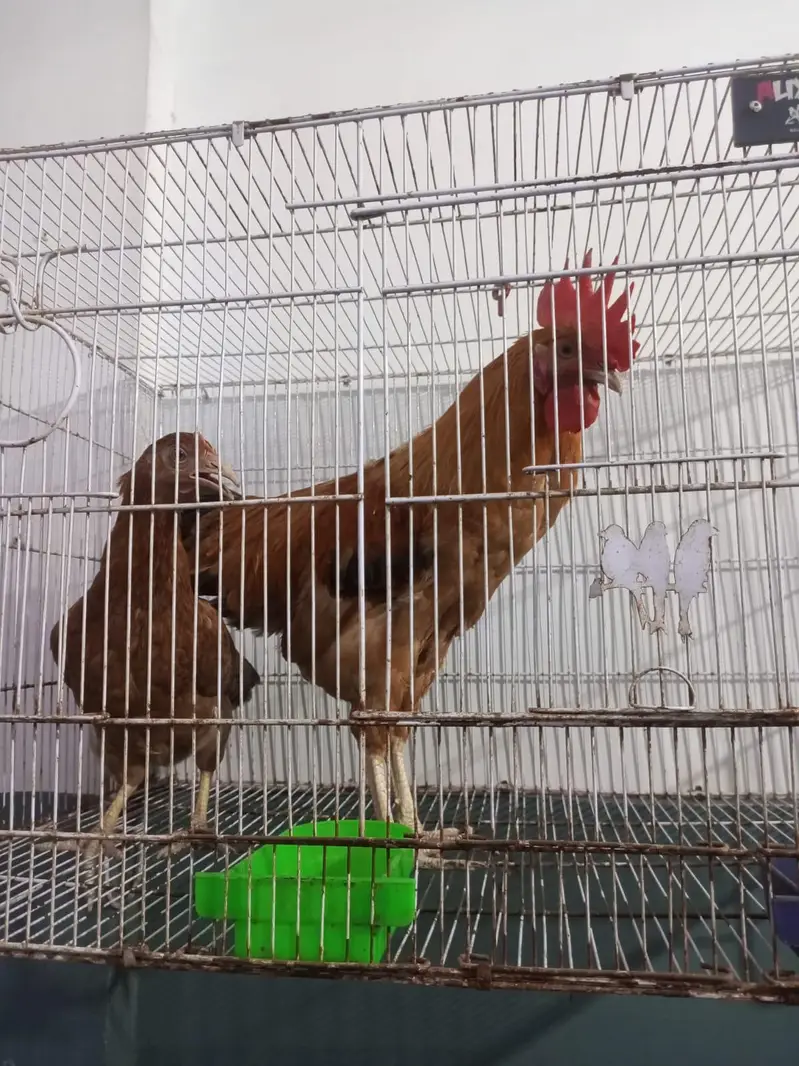 Golden Misri Chicken Feet – 1 Pair — photo 3