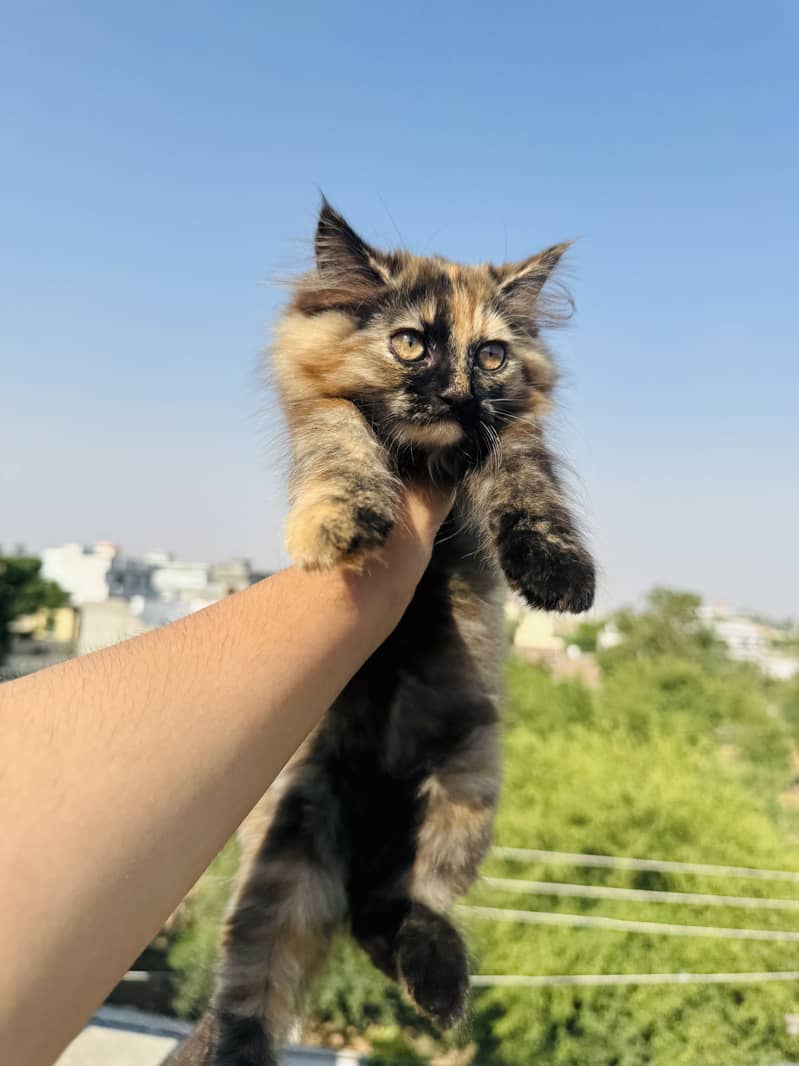 Persian kittens 10