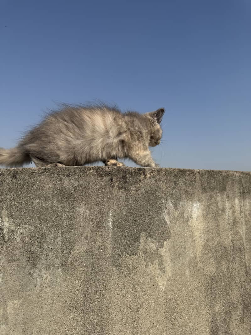 Persian kittens 11