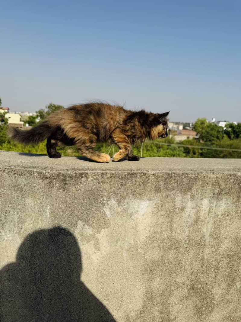 Persian kittens 12