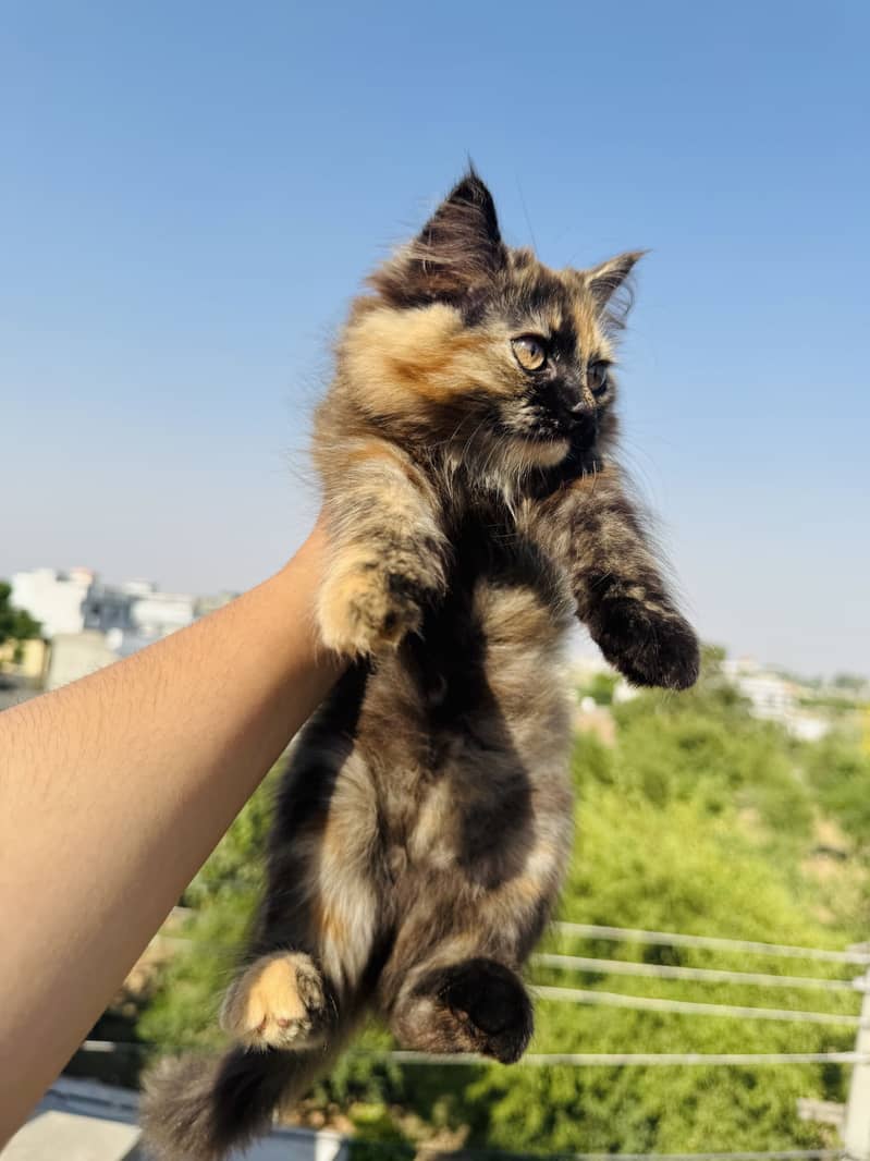 Persian kittens 13