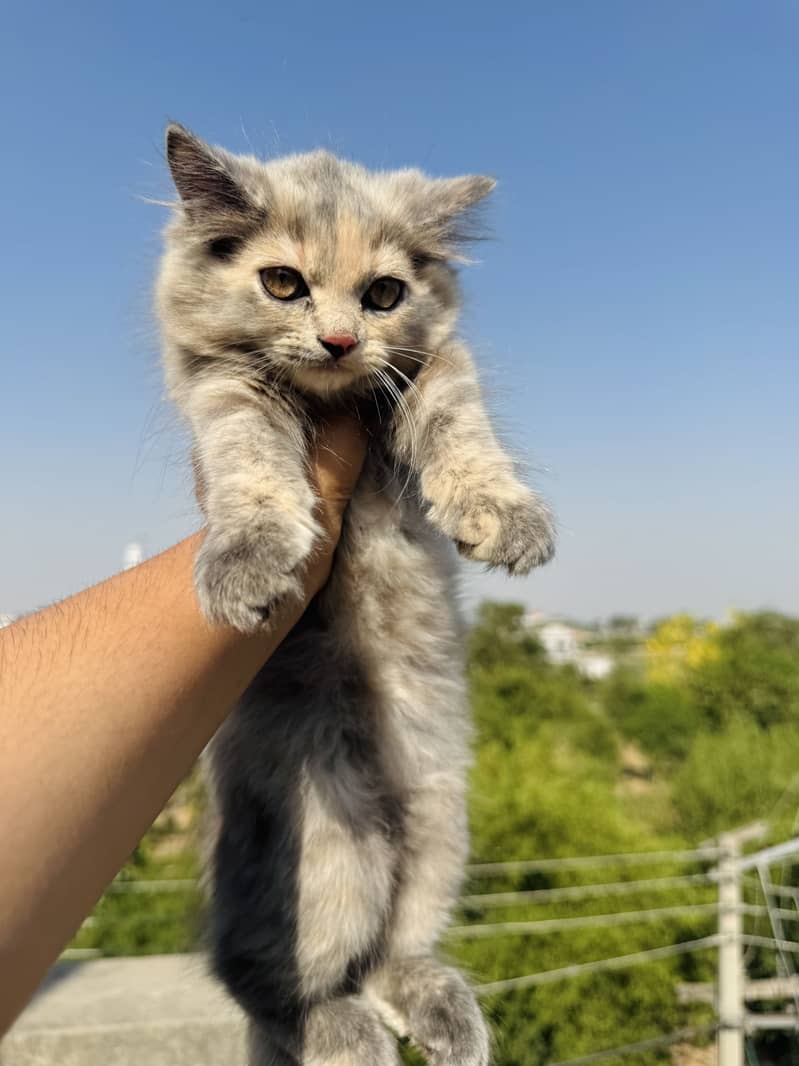 Persian kittens 14