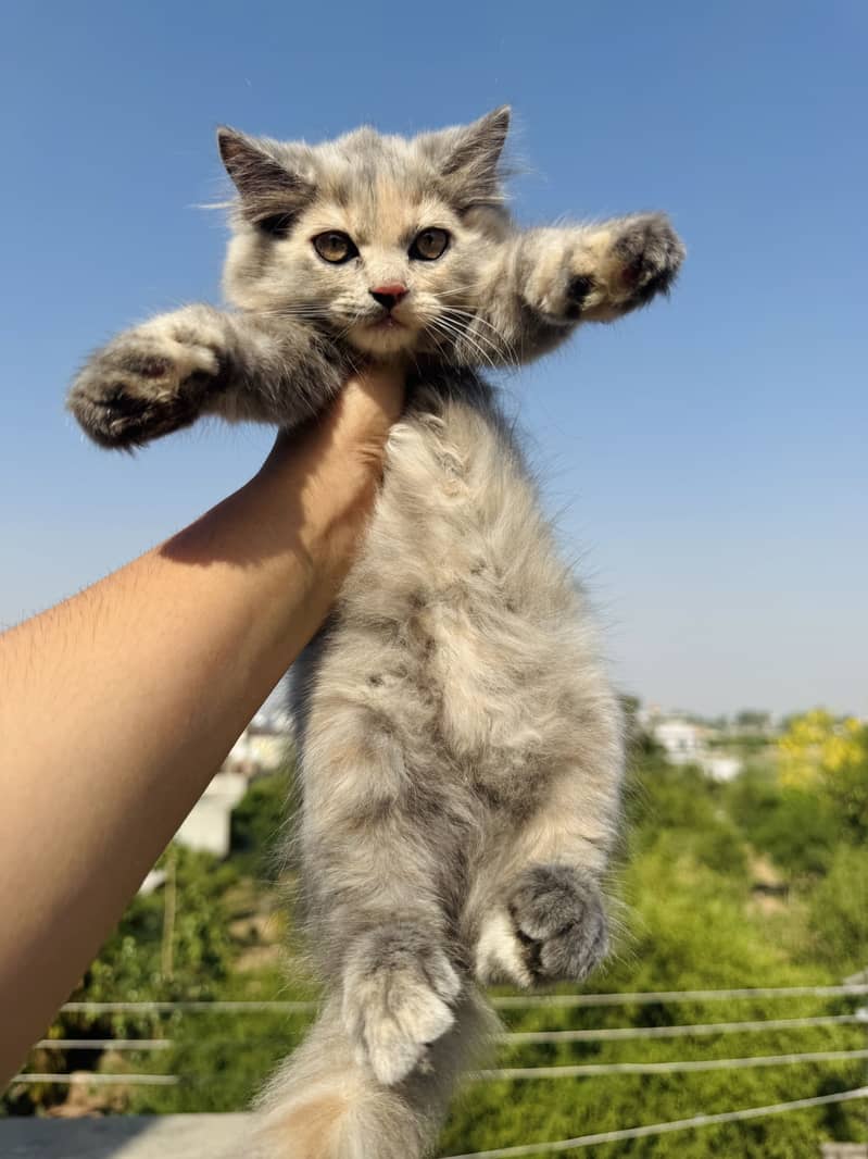 Persian kittens 15