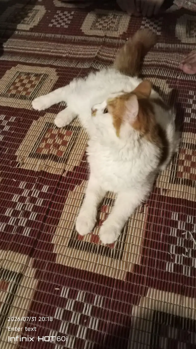 Bahut achi cat hai — photo 2