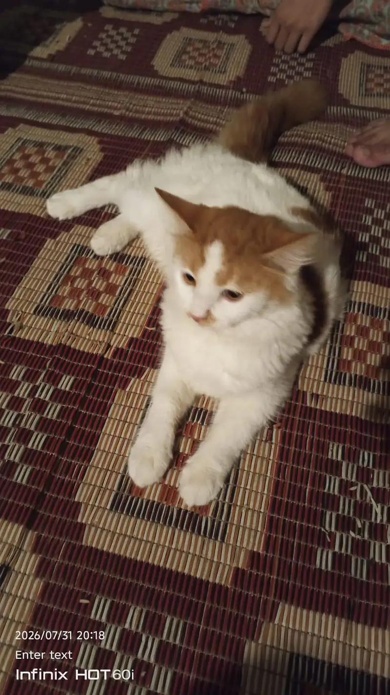 Bahut achi cat hai — photo 4
