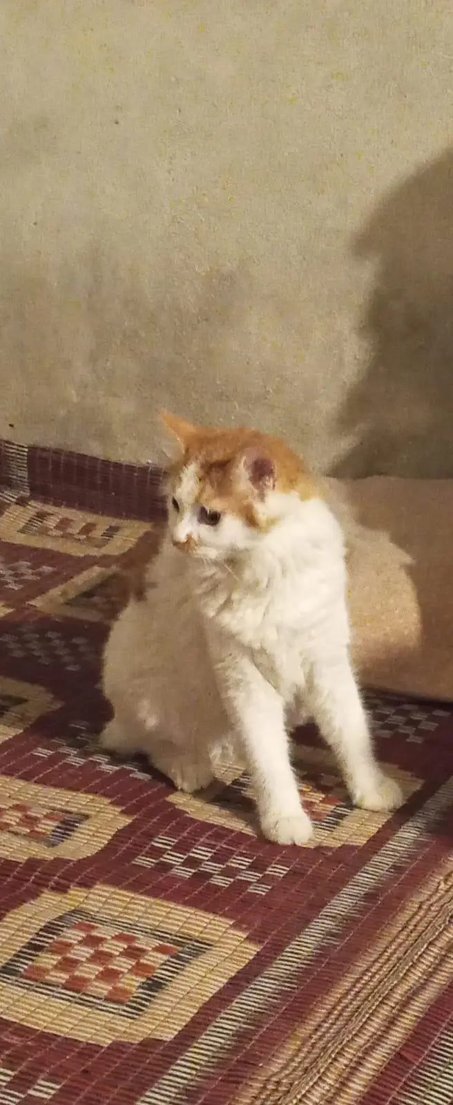 Bahut achi cat hai — photo 6