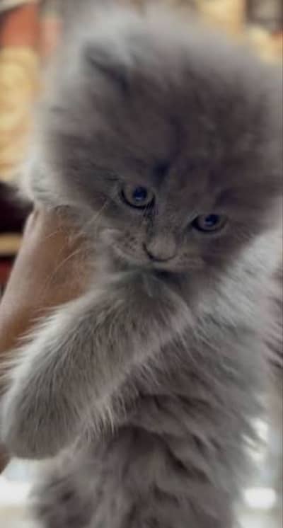 High quality persion kitten