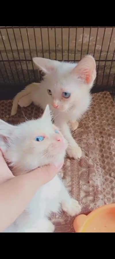 Persian kittens for sale