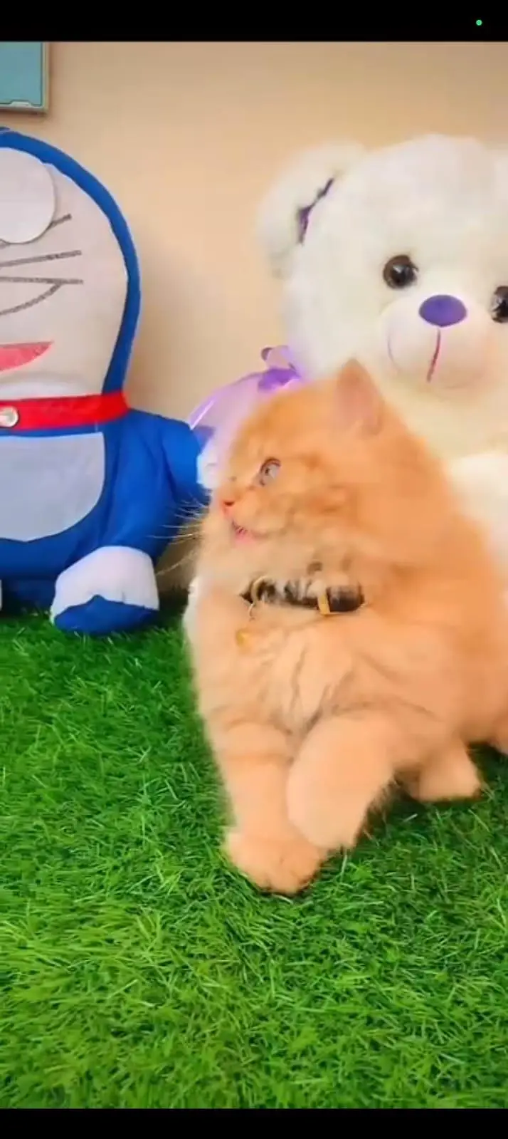 Persian cat 3 coated 5 face vaccinated0346==00=62=798 WhatsApp — photo 2