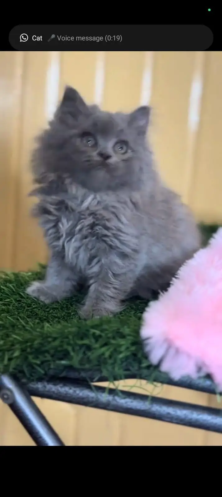 Persian cat 3 coated 5 face vaccinated0346==00=62=798 WhatsApp — photo 3