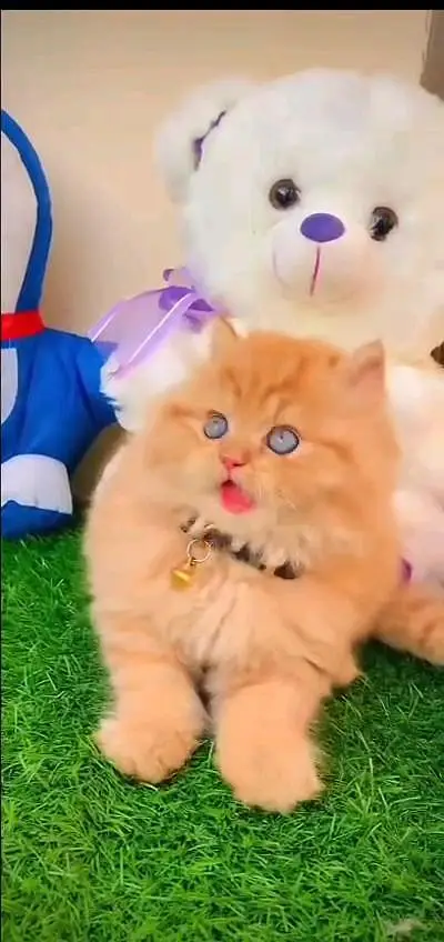 Persian cat 3 coated 5 face vaccinated0346==00=62=798 WhatsApp — photo 4