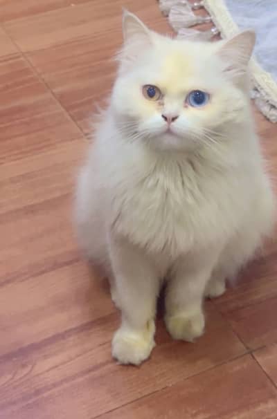 Female Persian Cat – 9 Months – Vaccinated