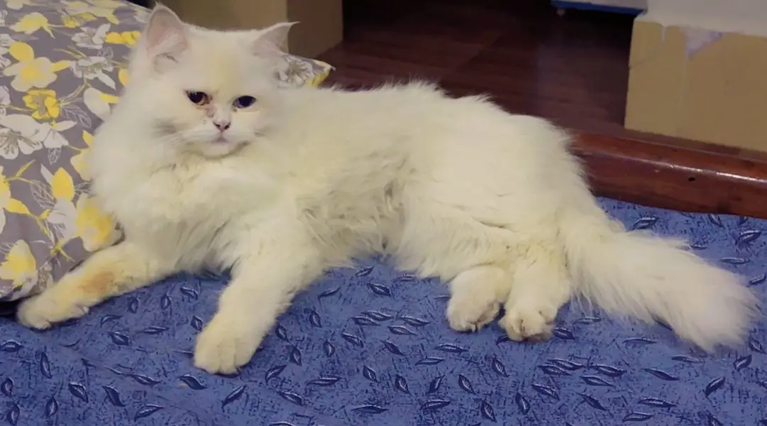 Female Persian Cat – 9 Months – Vaccinated — photo 2