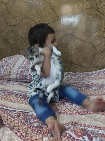 vaccinated Home Tamed Cat male
