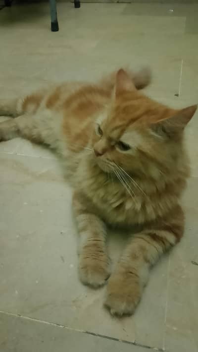 Persian cat