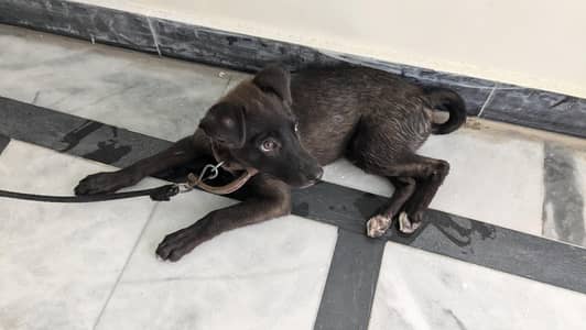 Labrador dog