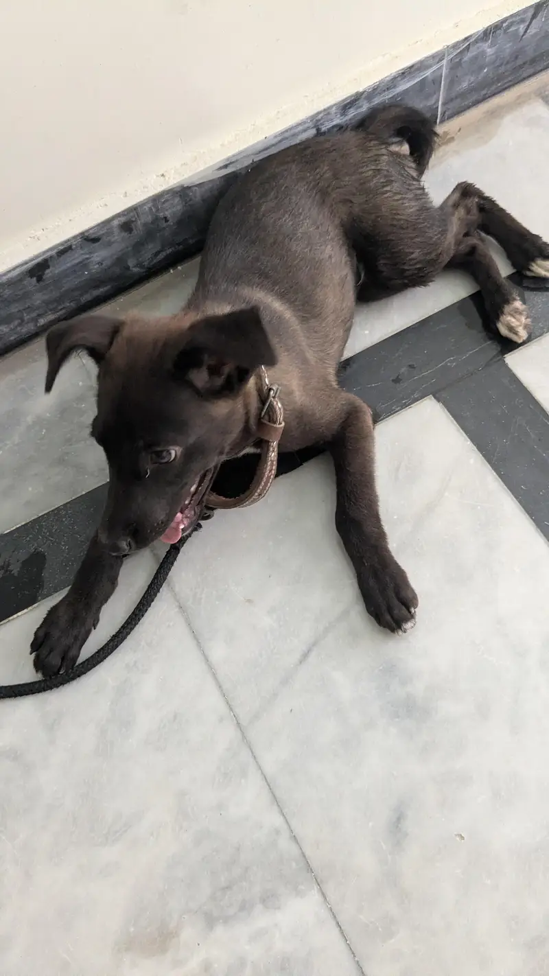 Labrador dog — photo 3